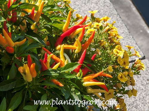 Chilly Chili Pepper (Capsicum annuum) 
These plants were loaded with colorful fruit.
